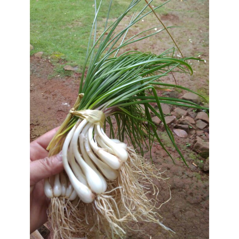 

benih kucay/bawang kuncai segar per 1 ikat MURAH
