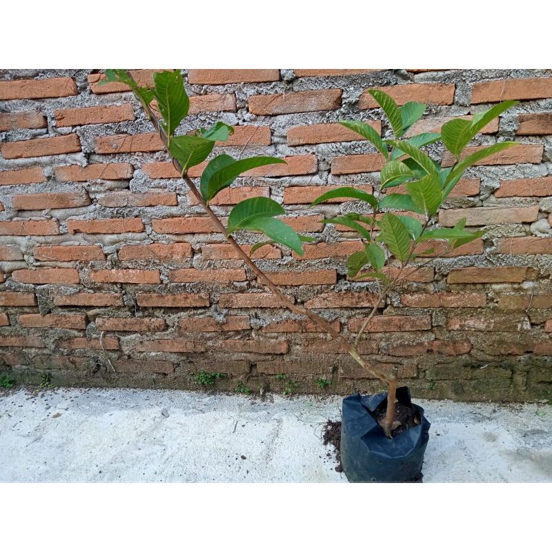 Bibit Jambu Kristal Merah Jumbo (KMJ) Asli Banyuwangi