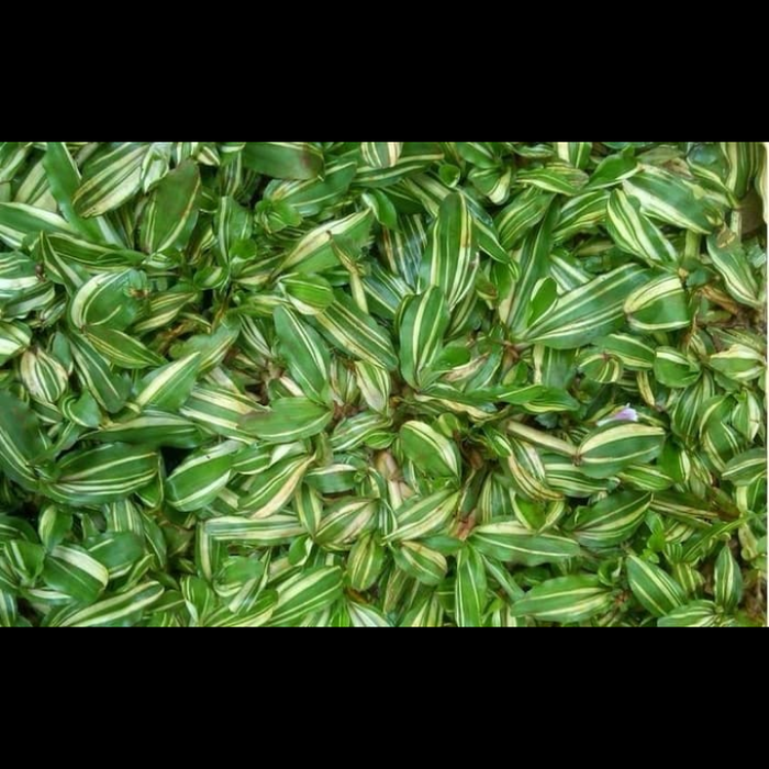 Bibit rumput gajah mini varigata 2KG - RUMPUT GAJAH MINI