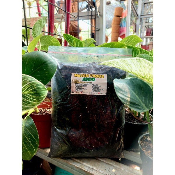Media tanam Aroid premium 1kg, Metan Prous full Fermentasi untuk monstera,alocasia, varigata, kladi,