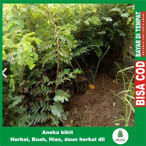 Pohon Asam Jawa Bibit Asam Jawa Bibit Asem Jawa Pohon Asam Jawa