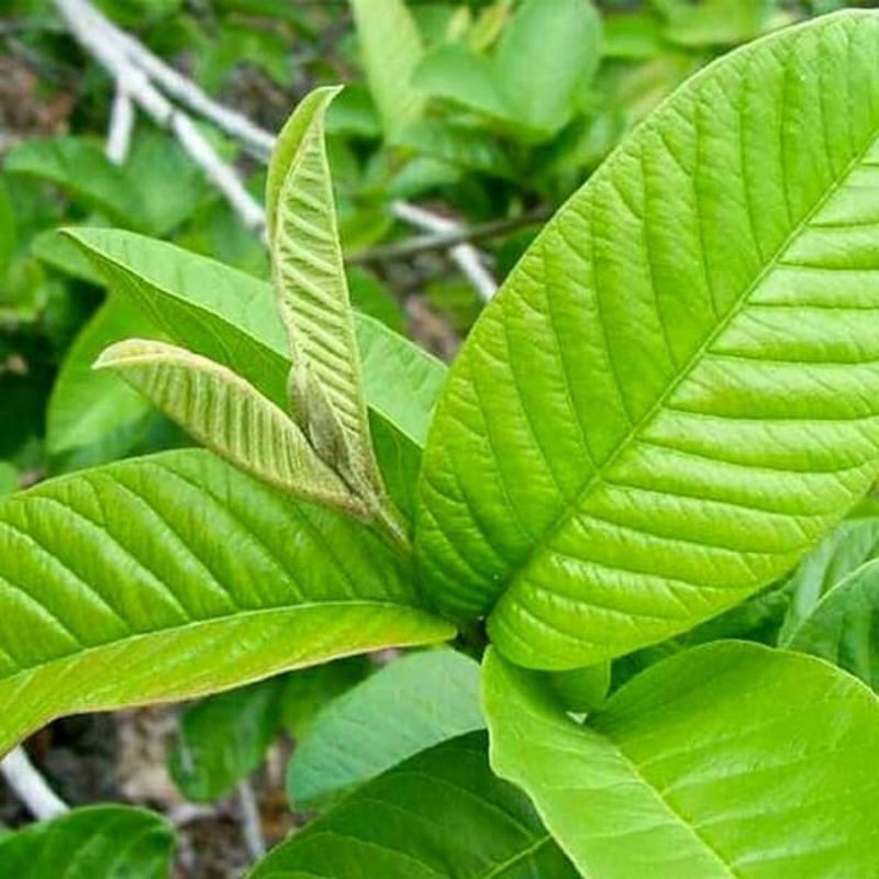 

Daun Jambu Biji (GUAVA) Segar Langsung Dipetik Dari Pohonnya