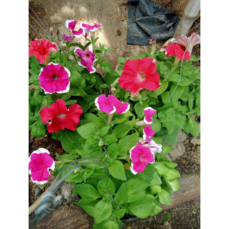 PAKET HEMAT BUNGA GANTUNG PETUNIA + POT