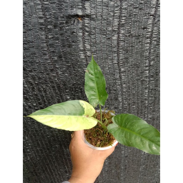 Homalomena sp var kuning