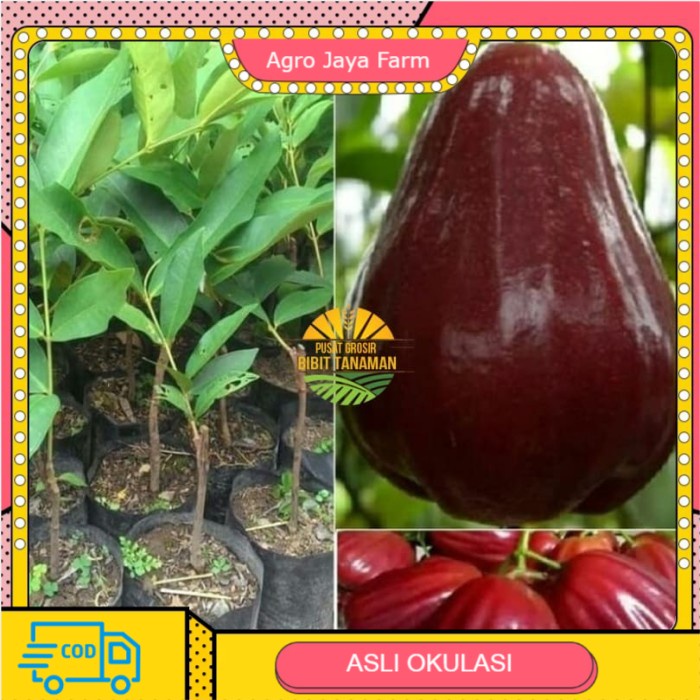 Bibit jambu air king rose