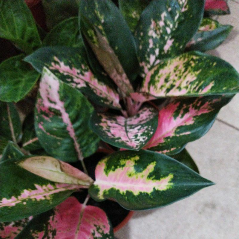 tanaman hias aglonema red kochin remaja lumayan besar