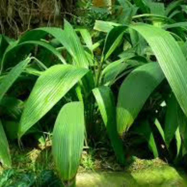 

Bahan bungkus bacang/bakcang daun curculigo/congkok segar