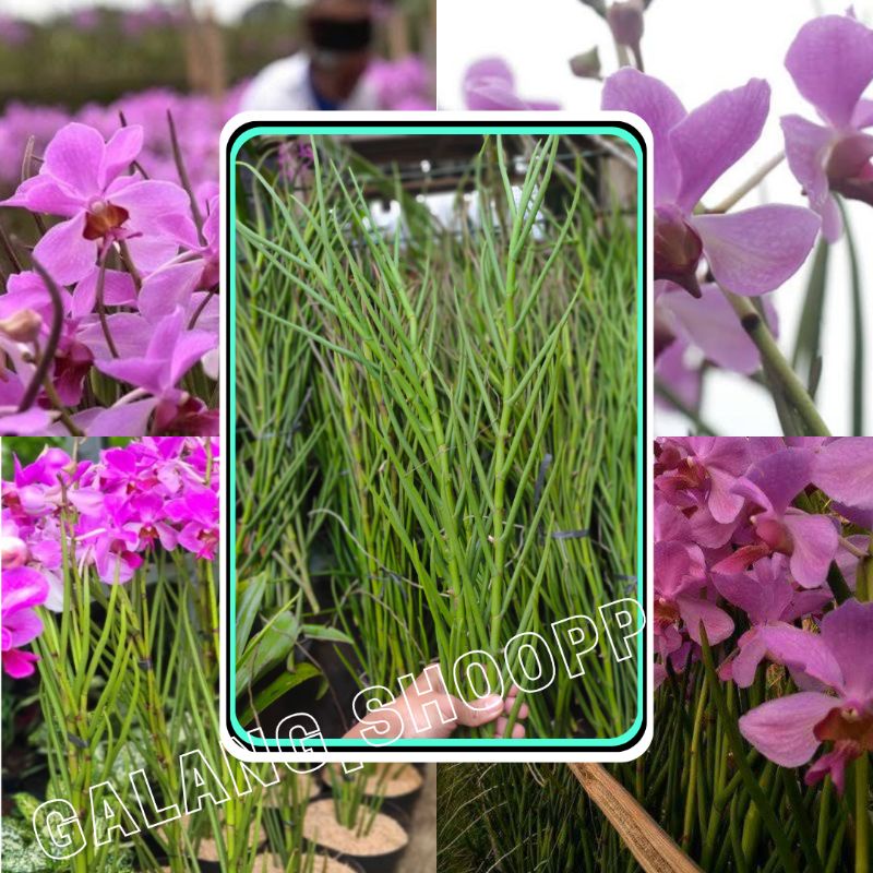 ANGGREK TANAH ANGGREK VANDA DOGLAS DEWASA