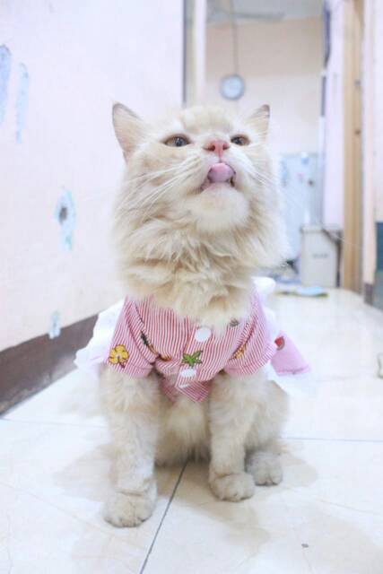 Dress strip bunga buah lucu untuk kucing dan anjing size S M L XL