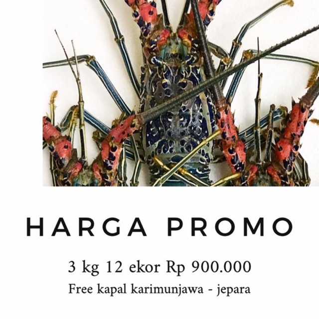 

Lobster bambu bisa pilih 2 atau 4 ekor / kg
