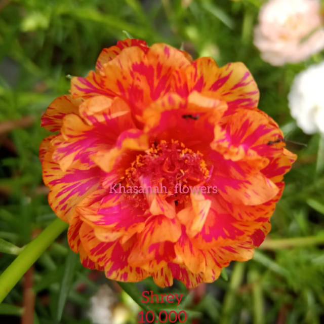 Bunga krokot import id.Shrey