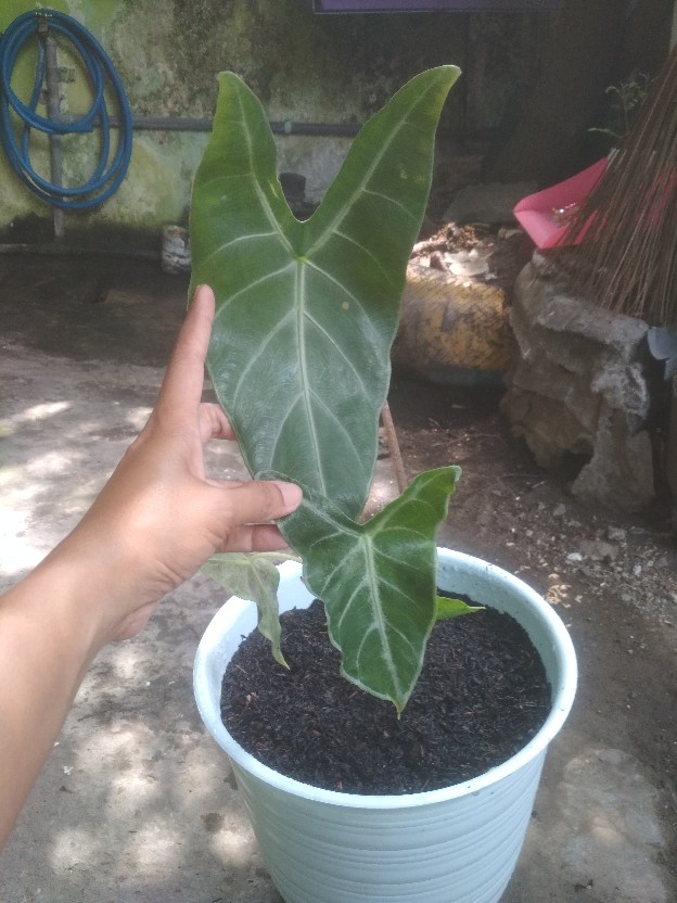 Tanaman Hias Keladi  Alocasia Silver /keladi Liku Sp Hutan