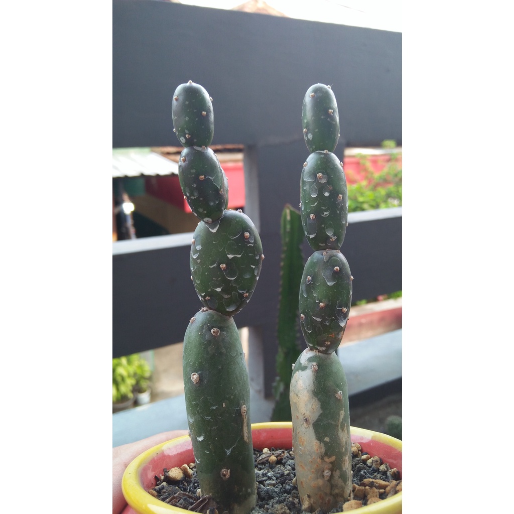 Kaktus Opuntia Canterae