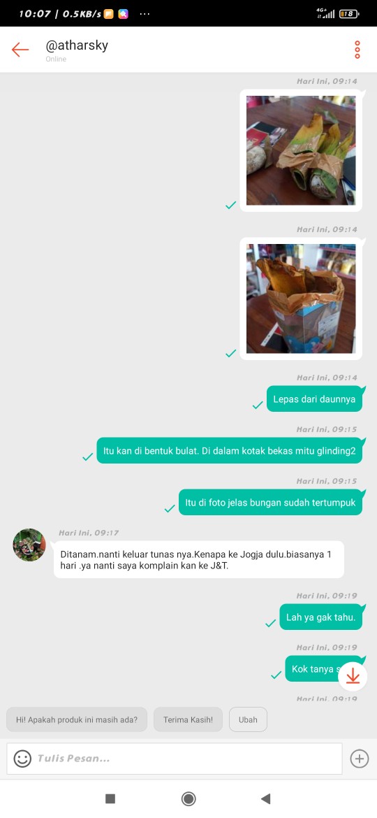 Keladi/caladium Sexy Pink