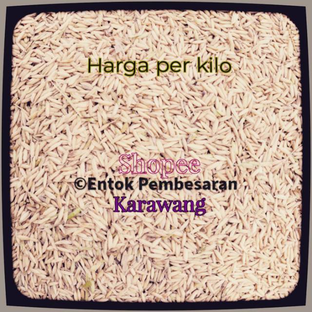 Gabah padi beras putih