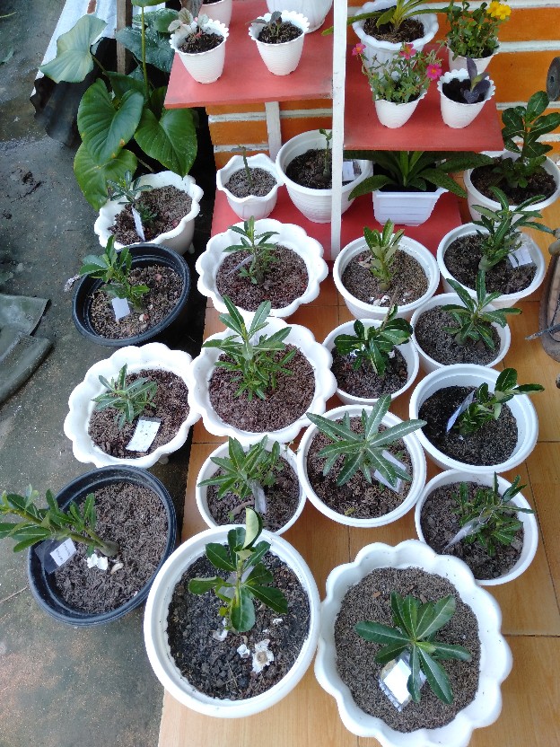 Bibit Adenium Waves Blue Ice Size A