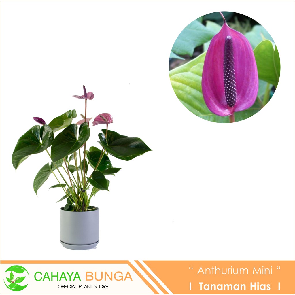 Tanaman hias Bunga Anthurium Mini Ungu I Mini Anthurium