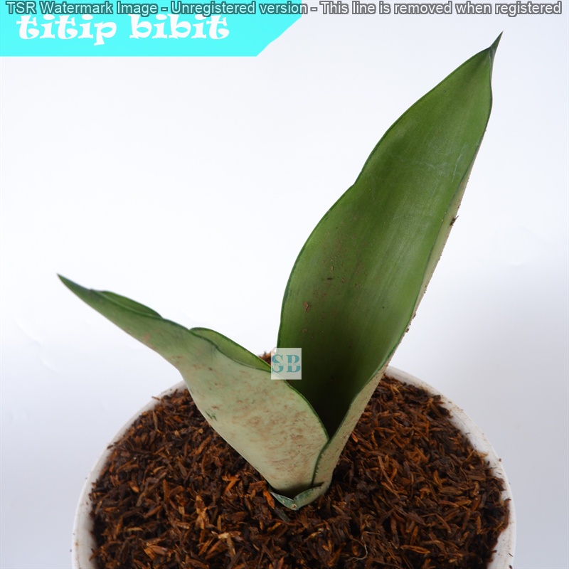 tanaman hias Sansivera Moonshine  Tanaman Indoor Sansevieria BERGARANSI