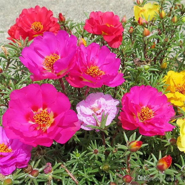 bibit bunga  Portulaca Grandiflora Moss  Rose  Double Flower 