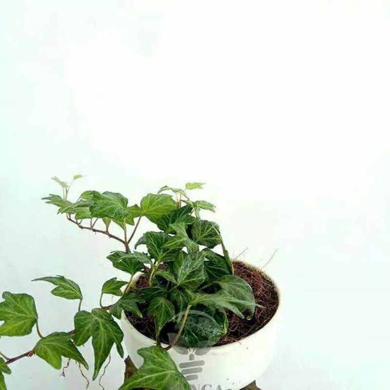 

Ivy kertas hijau