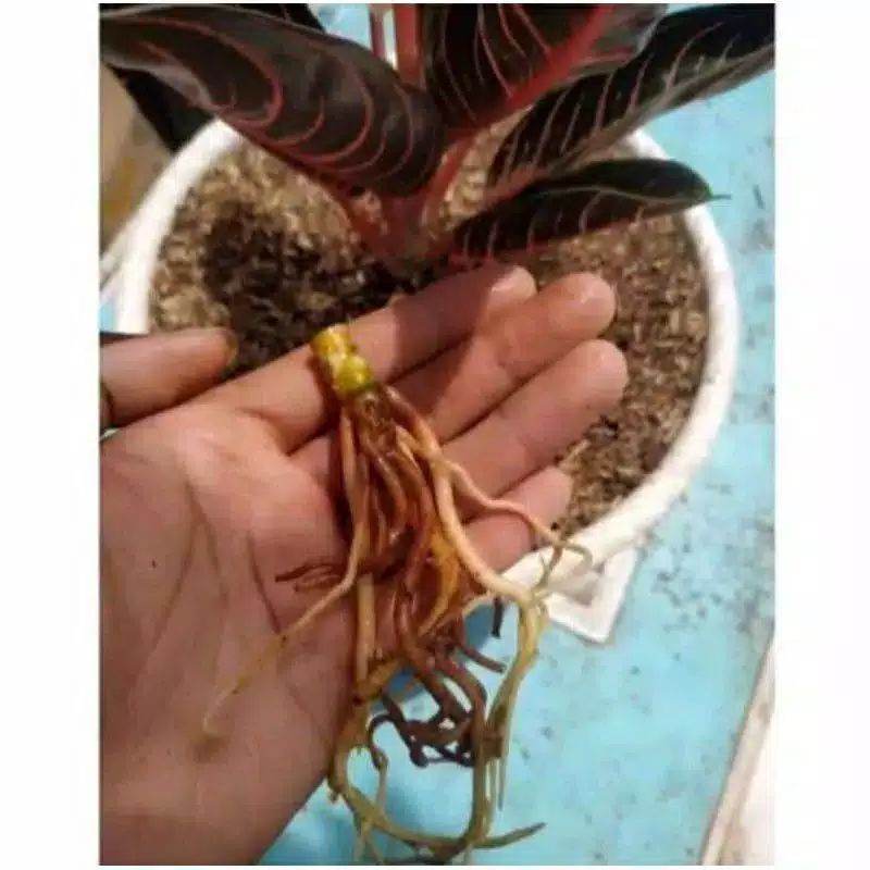 bonggol aglonema red sumatra / POS pride of sumatra / aglonema red sumatra