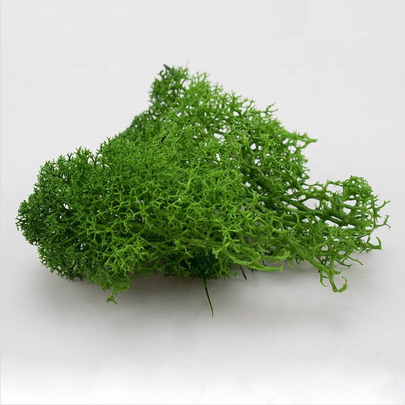 Miniatur Maket Reindeer Moss Lumut Rusa Terarrium Diorama - MNOO79