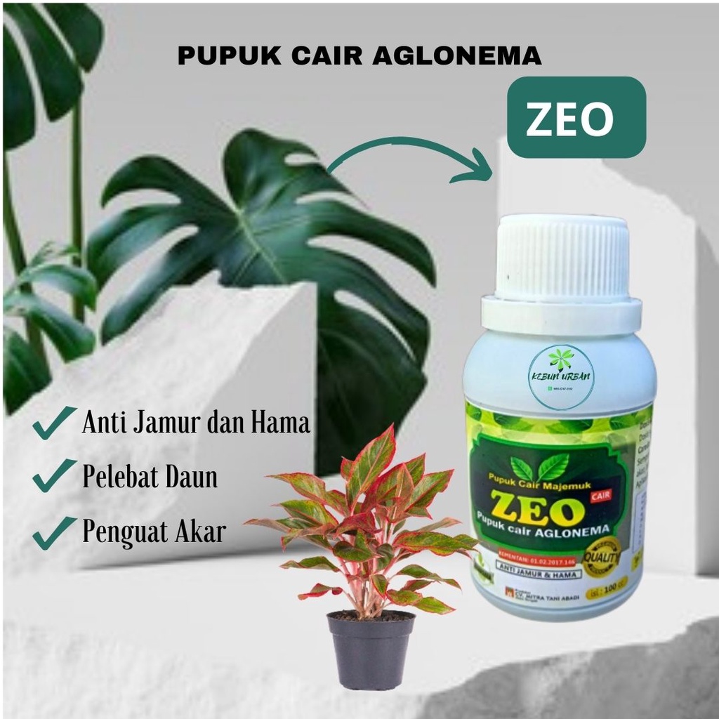 Pupuk Aglonema Merah. BISA COD Pupuk Aglonema Biar Subur. Pupuk Aglonema Cair Zeo