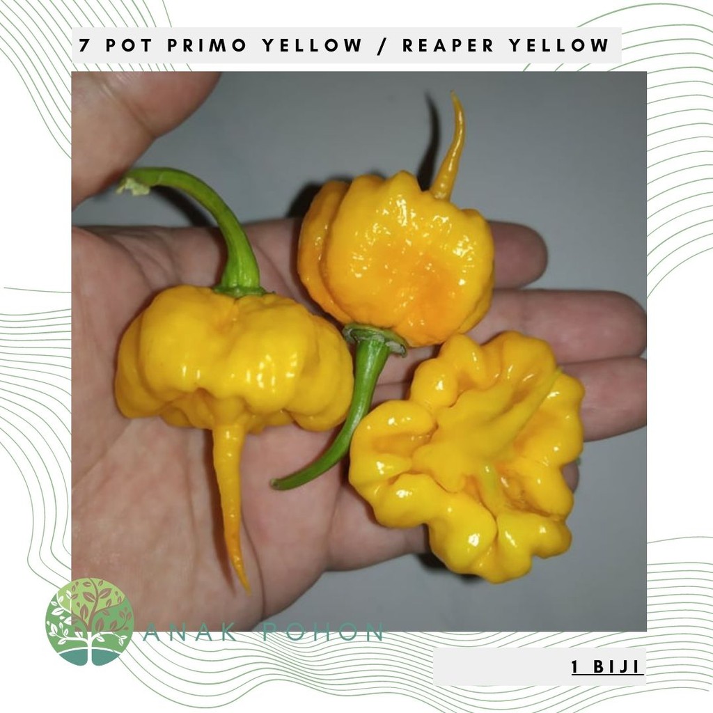 Benih Bibit Biji - Cabai 7 Pot Primo Yellow Cabe Reaper Yellow Pepper Seeds