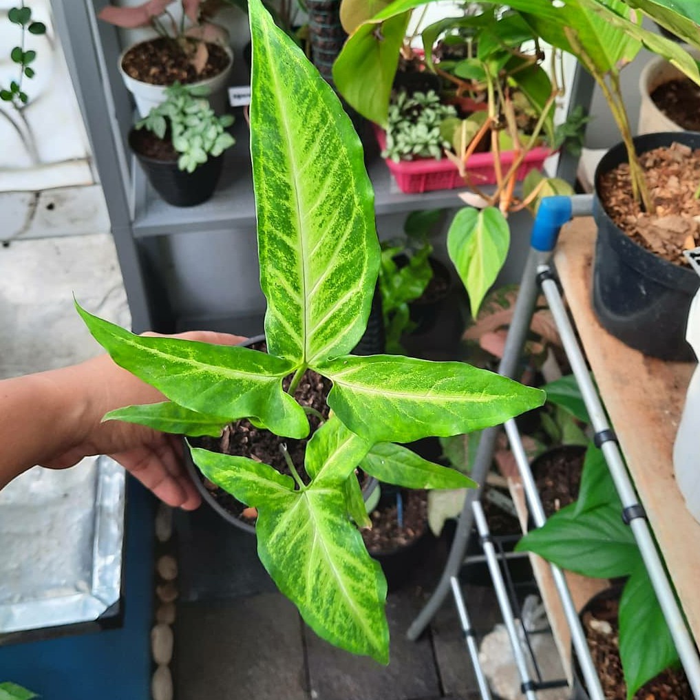 tanaman hias syngonium angustatum little star