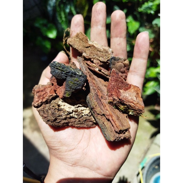 Pine Bark Pinus Cacah Media Tanam