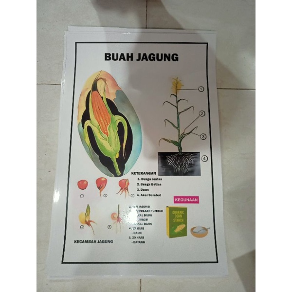 

poster SD alat peraga