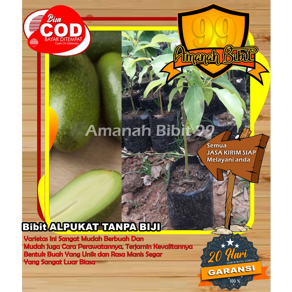 Bibit Alpukat Tanpa Biji SUPER 100% OKULASI