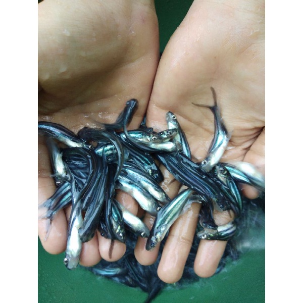 bibit ikan patin 2.5inc