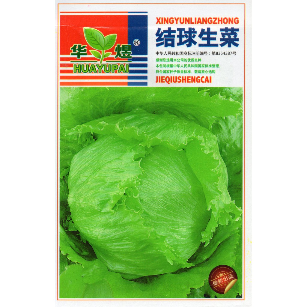 Jual Benih Selada Bokor Head Lettuce Biji Shopee Indonesia