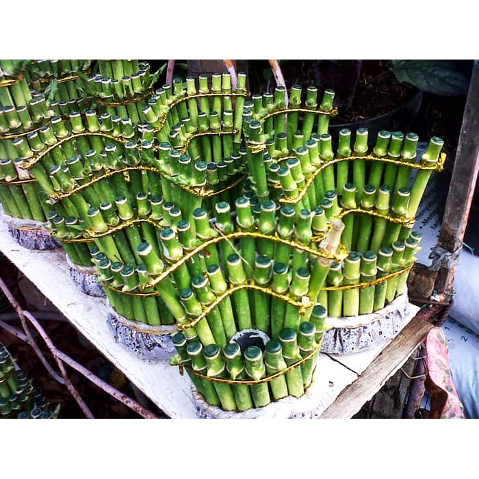 Bunga Jadi.. Bibit Bambu Rejeki 3 - bukan benih, harga termurah.