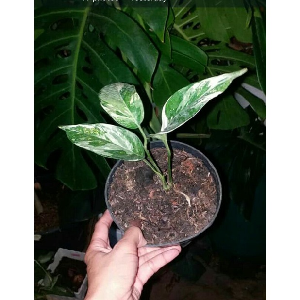 Epipremnum pinnatum albo variegata