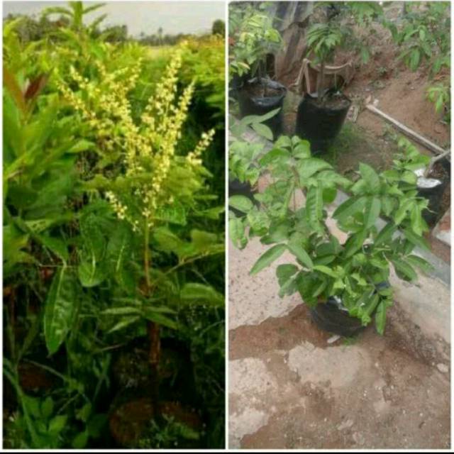 Bibit kelengkeng aroma durian sudah berbunga