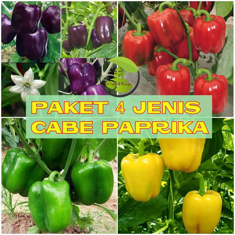 20biji-Paket 4 jenis Benih Cabai Paprika Cabe Paprika 4 warna