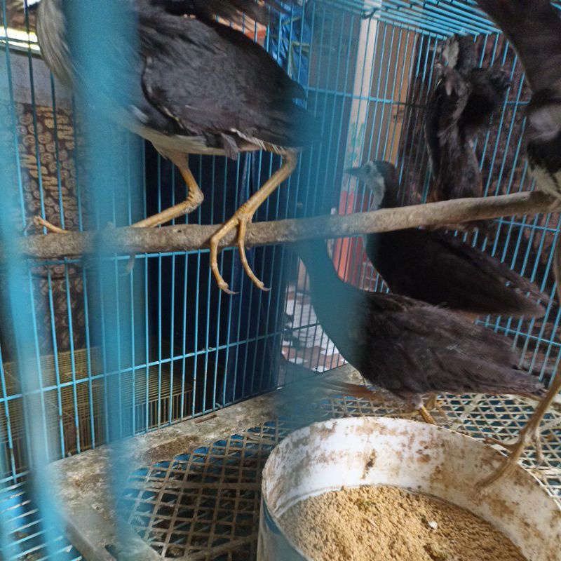 Burung ruwak ruwak hiasan taman