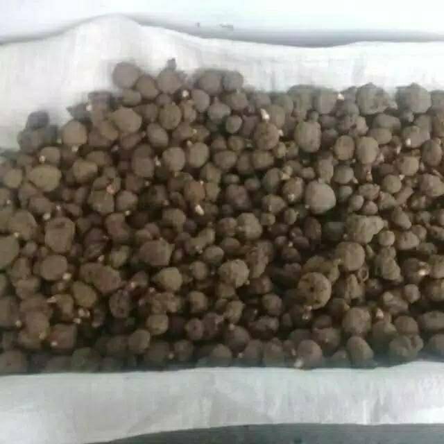 TERMURAH  Bibit porang katak Harga per 1kg