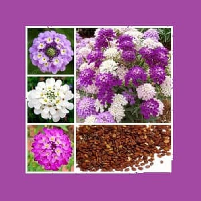 

Biji Bunga Iberis Gibraltarica Snowflake Gibraltar Candytuft Mixed Limited