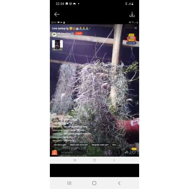 tanaman jenggot musa