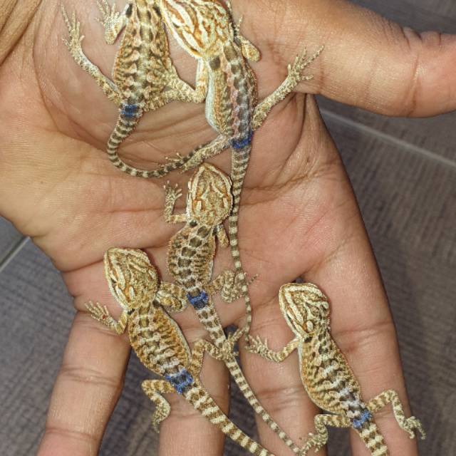 Baby BD bearded dragon het hypo ph trans
