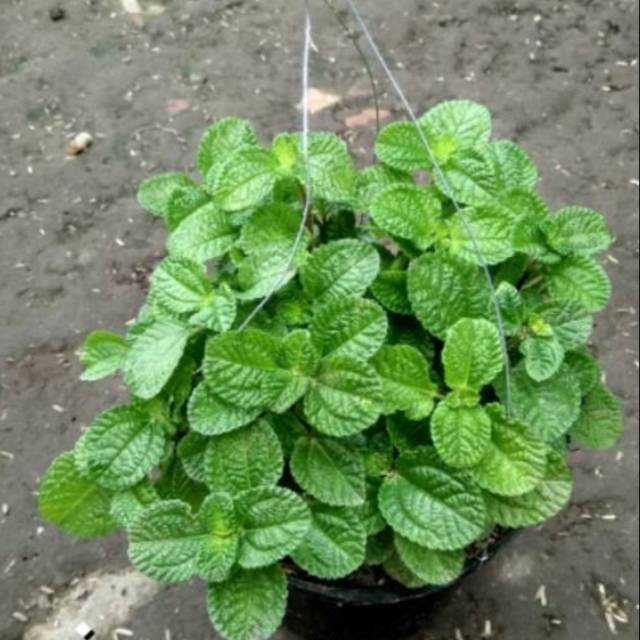 Creeping Charlie Tanaman Gantung Daun Mint Shopee Indonesia