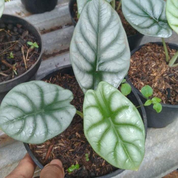 tanaman hias alocasia dragon silver - alocasia dragon silver
