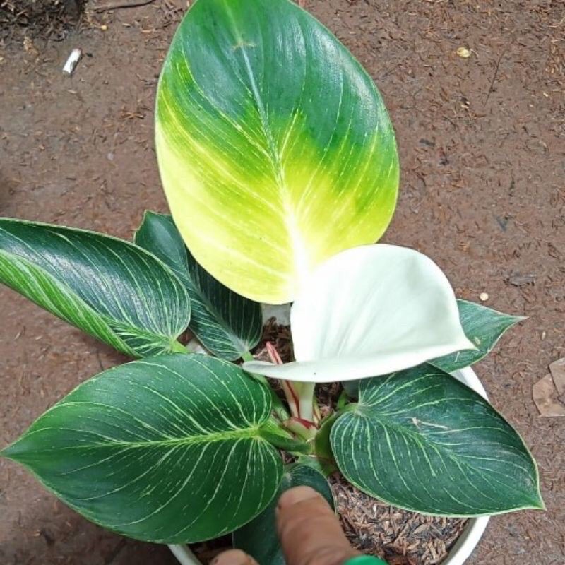 bonggol philodendron birkin varigata langka