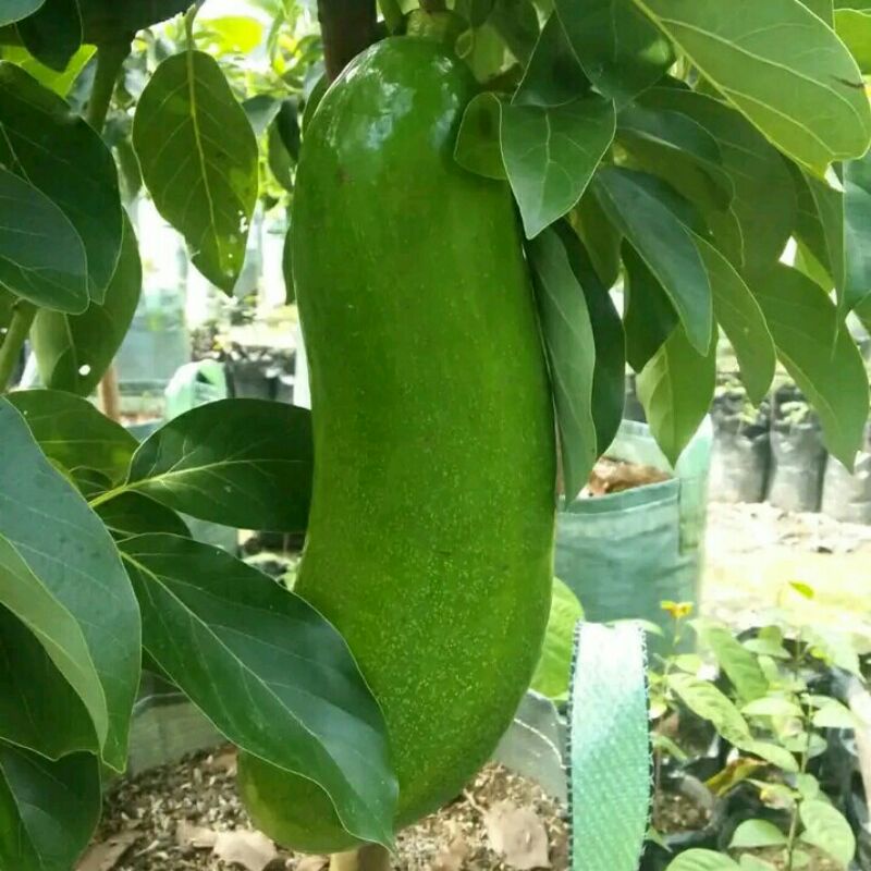 Bibit Alpukat Subang | Kelud tinggi MAX 1 meter