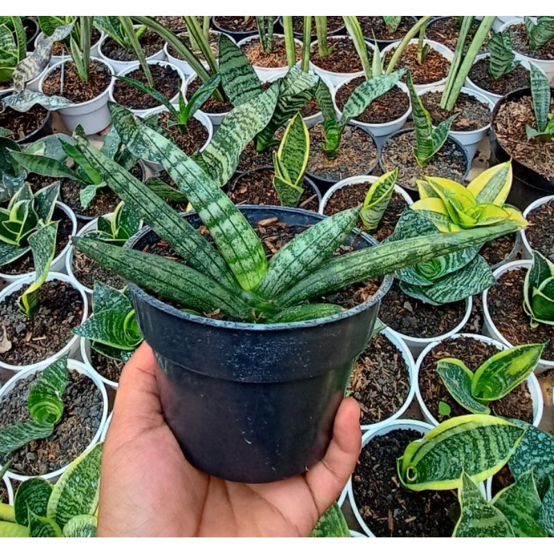 Sansevieria Boncel