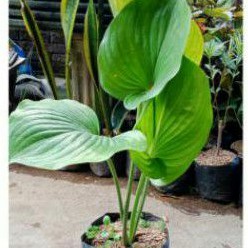 TANAMAN HIAS TAPAK KUDA /HOSTA
