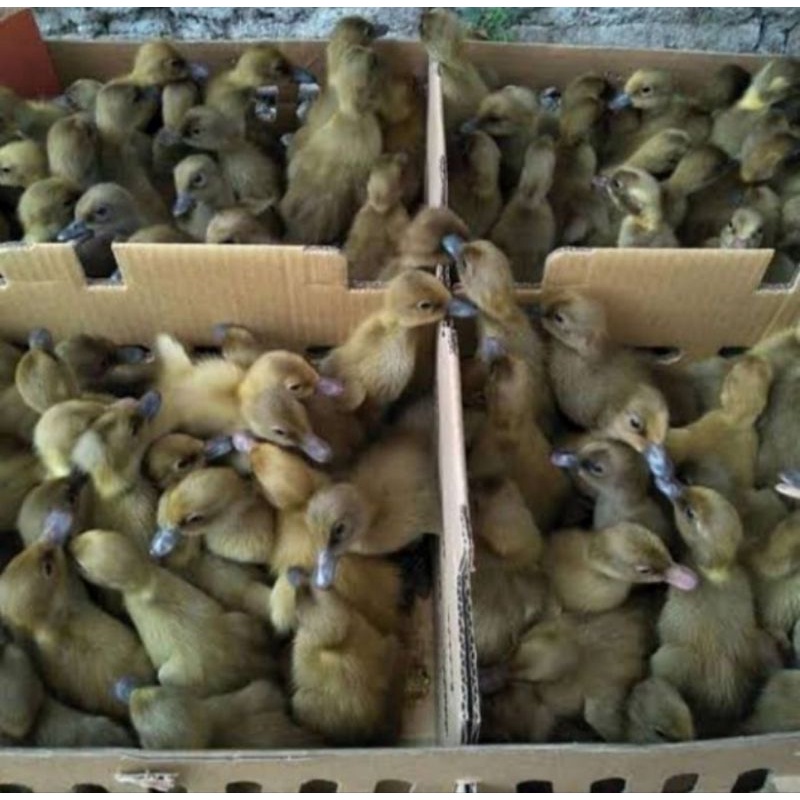 Dod Bebek Lokal Mojosari Beli 10 Free 1
